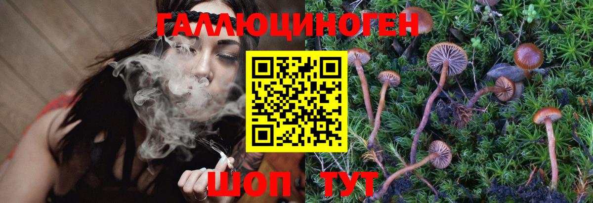 Псилоцибиновые грибы Psilocybine cubensis Альметьевск